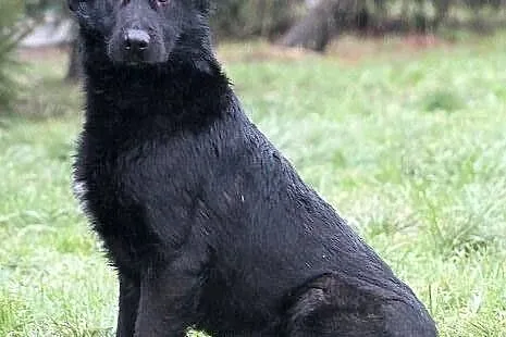 NEMO - czarny, labradorowaty pies do adopcji.