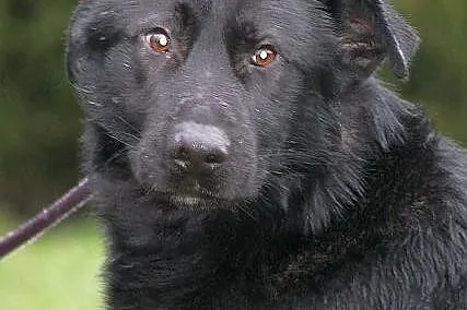 NEMO - czarny, labradorowaty pies do adopcji.