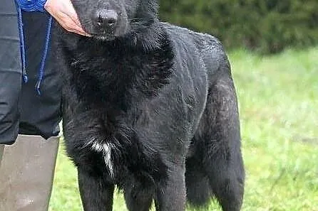 NEMO - czarny, labradorowaty pies do adopcji.