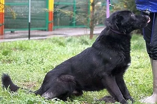 NEMO - czarny, labradorowaty pies do adopcji.
