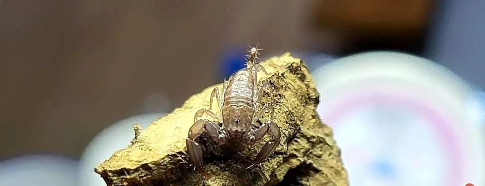 Skorpion Liocheles australasiae L3, Małopolskie, Kraków