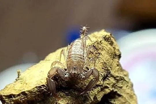 Skorpion Liocheles australasiae L3, Małopolskie, Kraków