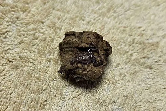 Skorpion Liocheles australasiae L3, Małopolskie, Kraków