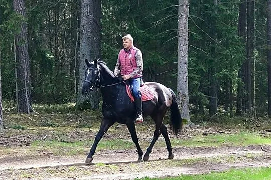 Primo - spokojny, kary wałach, , 