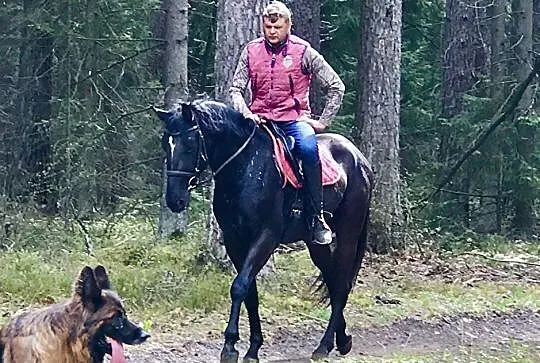 Primo - spokojny, kary wałach, , 
