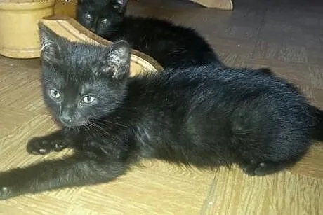 Kociak śliczna kochana przyjazna Tereska szuka dom