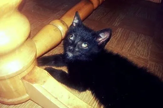 Kociak śliczna kochana przyjazna Tereska szuka dom