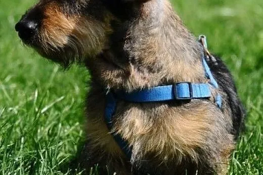 SZCZOTEK pieszczotek, uroczy psiak - tylko mu domu