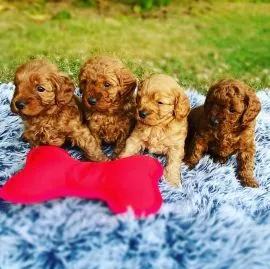 Szczenięta pudla do adopcji Urocze szczenięta pudla do adopcji e-mail: {{biancalaura905@gmail.com}}