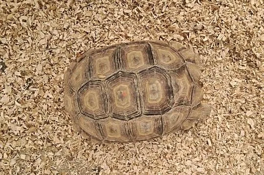 Żółw Pustynny Sulcata 23 cm | transport cała Polska