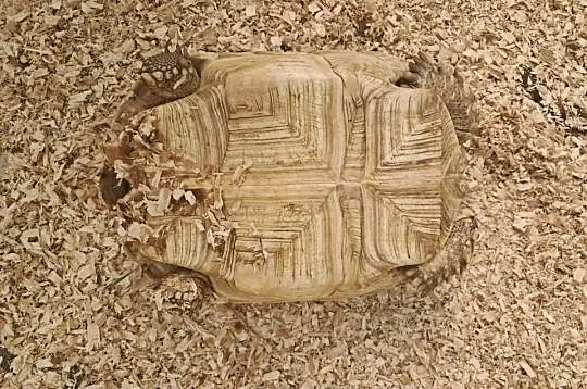 Żółw Pustynny Sulcata 23 cm | transport cała Polska, Wielkopolskie, Poznań