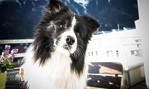 Szczenięta Border Collie z rodowodem ZKwP, dolnoś