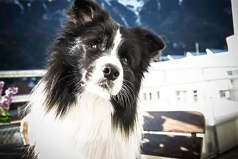 Szczenięta Border Collie z rodowodem ZKwP,  dolnoś