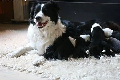 Szczenięta Border Collie z rodowodem ZKwP,  dolnoś