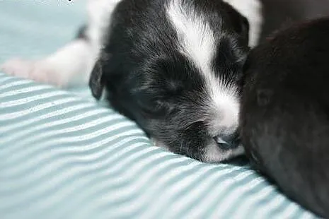Szczenięta Border Collie z rodowodem ZKwP,  dolnoś