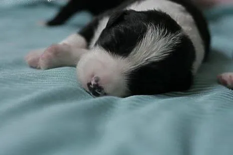 Szczenięta Border Collie z rodowodem ZKwP,  dolnoś
