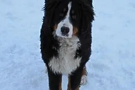 Berneński pies pasterski piękny piesek z Rodowodem, Poraj