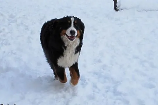 Berneński pies pasterski piękny piesek z Rodowodem