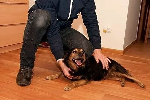Czy Borys ma szansę na dom?,  dolnośląskie Jelenia