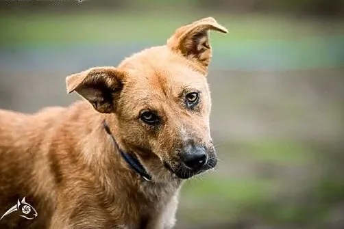 Adoptuj wspaniałą LORI,  małopolskie Kraków