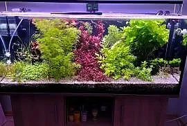 Akwarium 240L zestaw