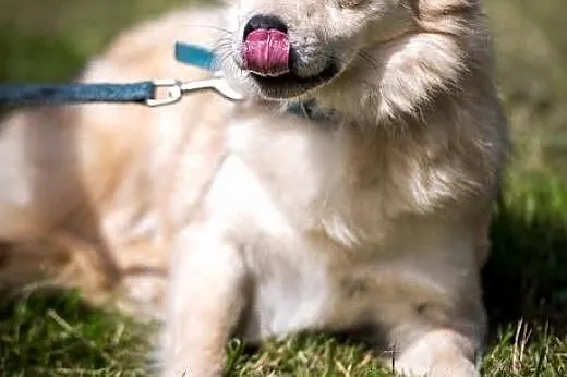Cudowna Nutka. Ogrzana miłością rozkwitnie!,  mazo