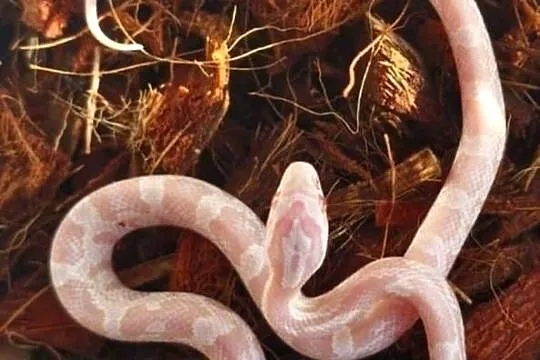 Wąż zbożowy Pantherophis guttatus strawberry snow