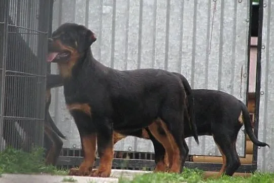 Rottweiler, szczeniaki z rod. ZKwP (FCI) po champi, Kwidzyn