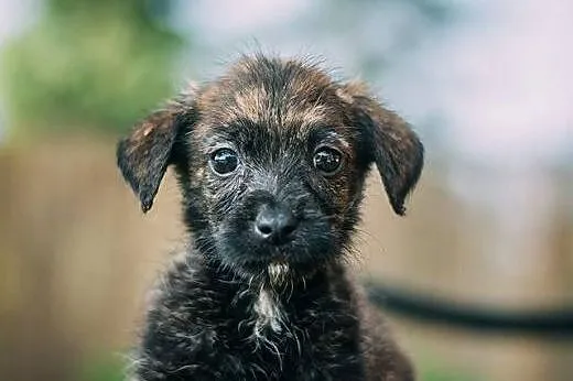 Marysiątka - sześć maluchów do pilnej adopcji.,  m