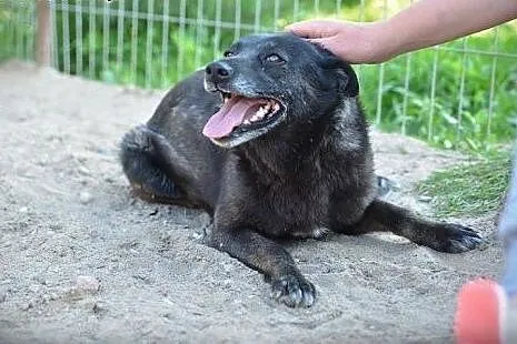 Wierna i przyjazna 5-letnia Babi czeka na troskliw