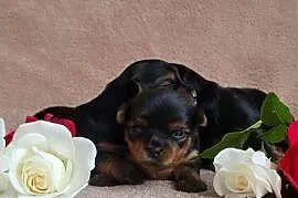 York yorkshire terrier szczeniak pieski suczki małe szczeniaczki rasowe psy