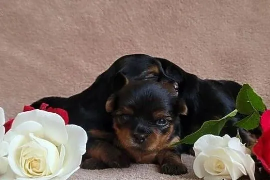 York yorkshire terrier szczeniak pieski suczki małe szczeniaczki rasowe psy