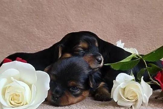 York yorkshire terrier szczeniak pieski suczki małe szczeniaczki rasowe psy, Łódzkie, Pajęczno