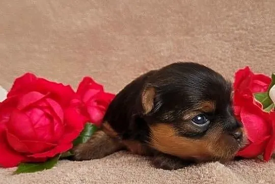 York yorkshire terrier szczeniak pieski suczki małe szczeniaczki rasowe psy, Łódzkie, Pajęczno