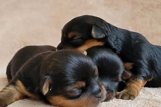 York yorkshire terrier szczeniak pieski suczki małe szczeniaczki rasowe psy, Łódzkie, Pajęczno