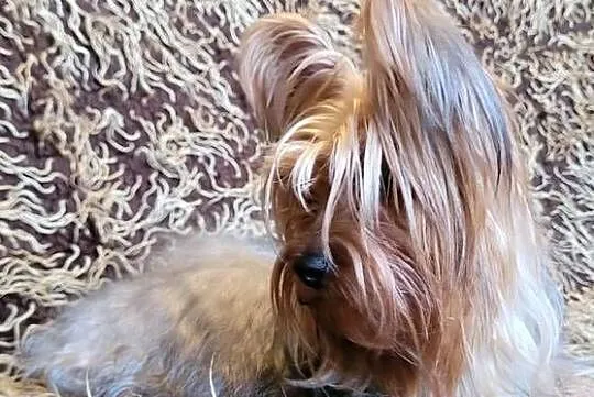 York yorkshire terrier szczeniak pieski suczki małe szczeniaczki rasowe psy, Łódzkie, Pajęczno