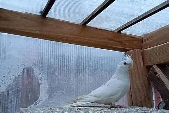 Sprzedam nimfę, Mazowieckie, Tłuszcz