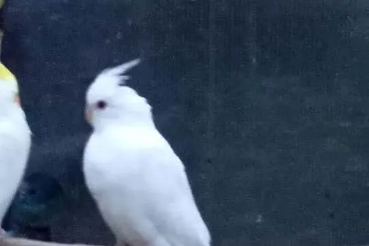 Sprzedam nimfę, Mazowieckie, Tłuszcz