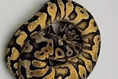 Pastel Orange dream Yellow belly samica Pyton królewski/regius wąż gad