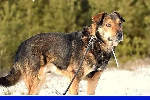 Dosyć duży 30 kg, przyjazny,przemiły,grzeczny psia