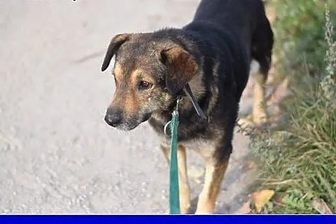 Dosyć duży 30 kg, przyjazny,przemiły,grzeczny psia