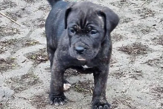 Cane corso szczeniaki, Lubelskie, Juliopol