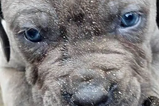 Cane corso szczeniaki, Lubelskie, Juliopol