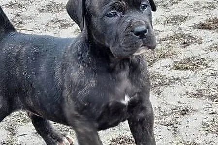 Cane corso szczeniaki, Lubelskie, Juliopol