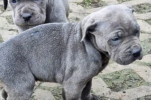 Cane corso szczeniaki, Lubelskie, Juliopol