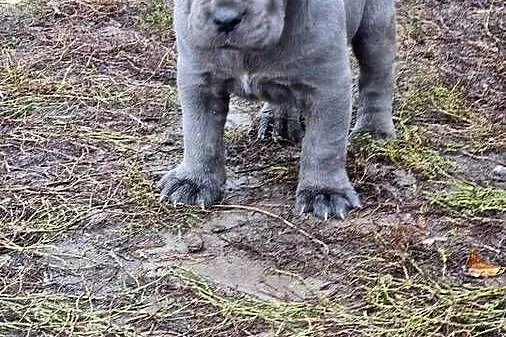 Cane corso szczeniaki, Lubelskie, Juliopol