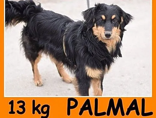 13 kg, do spokojnego domu, bez dzieci, sympatyczny