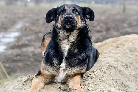 Sabina, kochająca człowieka, niekonfliktowa sunia szuka domu!,  Kundelki cała Polska, 