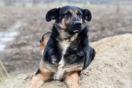 Sabina, kochająca człowieka, niekonfliktowa sunia szuka domu!,  Kundelki cała Polska, 