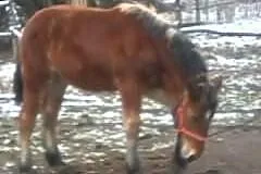 Sprzedam konia, klacz zimnokrwista.